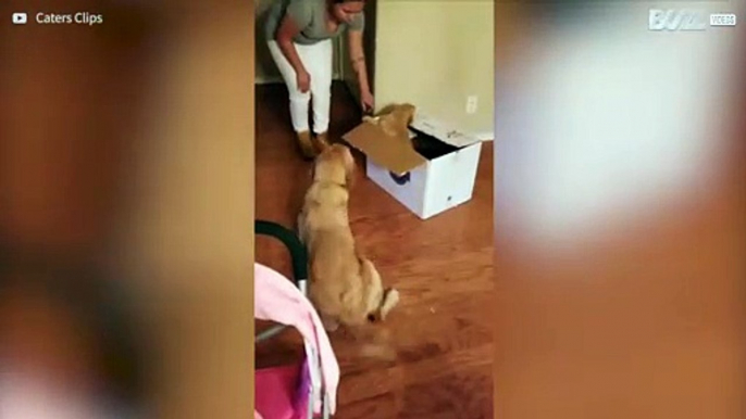 Dog Gets Puppy for Christmas