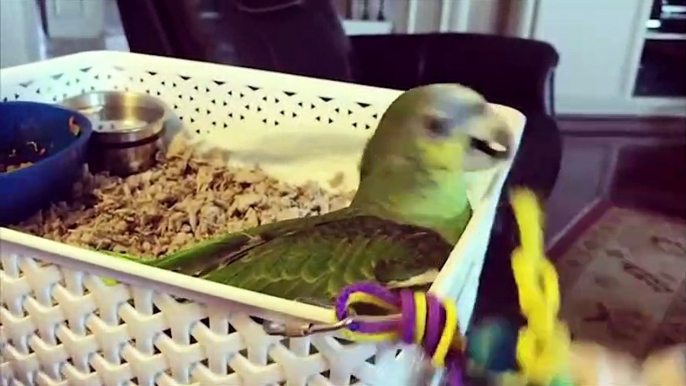 Funny Parrots and Cute Birds Compilation #71