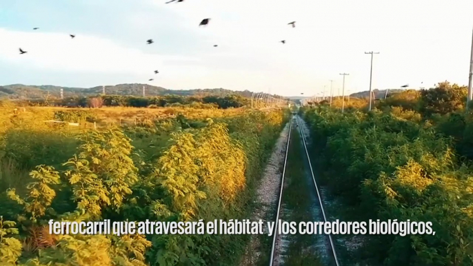 Más de 2 mil jaguares en peligro por el Tren Maya