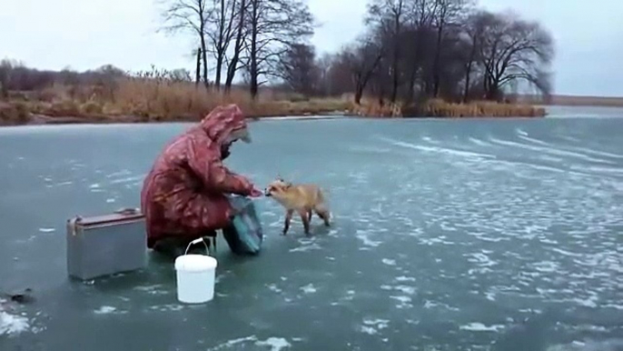 Un petit renard sauvage vient voler les poissons de ces pecheurs russes