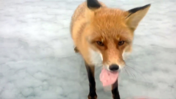 Ce renard sauvage demande à manger à des pecheurs... Pas si sauvage que ça