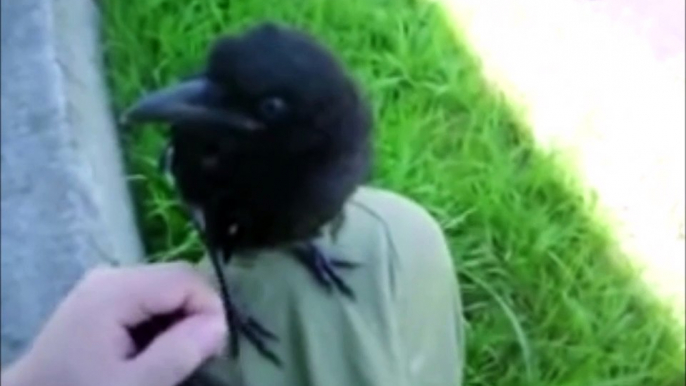 Baby crow makes a friend