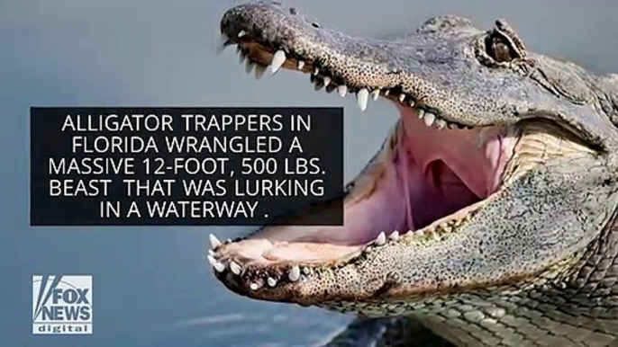 ‘Girthy’ 500-pound alligator in Florida captured by trappers