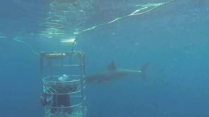 2 grands requins blancs dans un face à face sous les yeux d'un plongeur