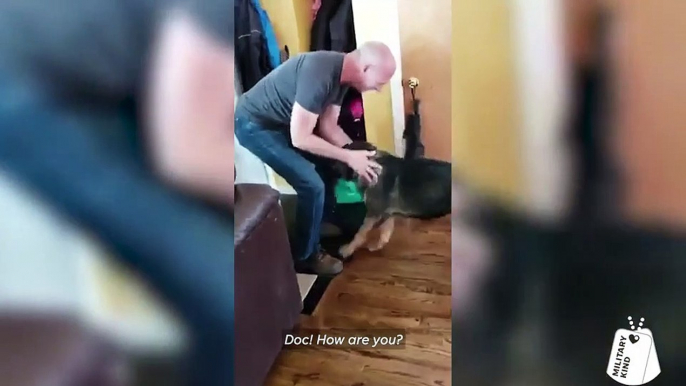 Dogs and cat that freak out over their humans’ military homecoming