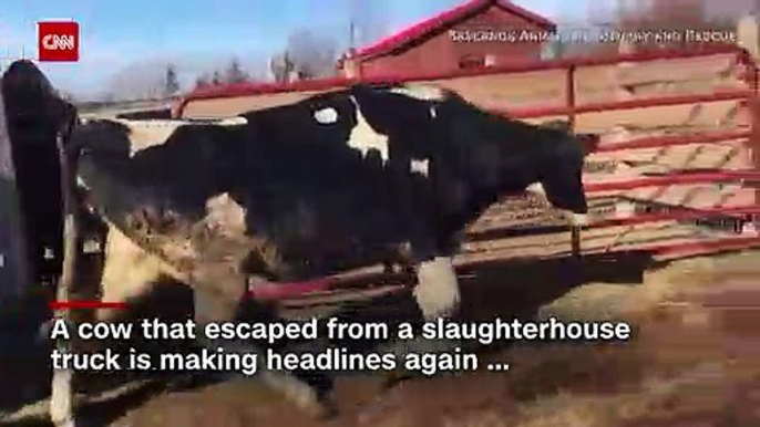 Cow escapes slaughterhouse fate, gives birth