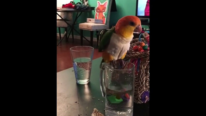 Funny Parrots and Cute Birds Compilation #50