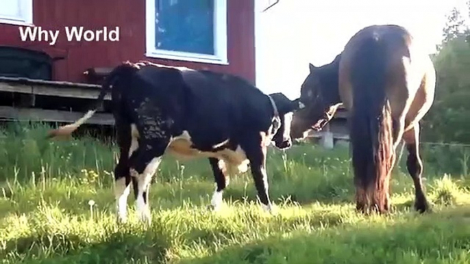 Clever Cows, Curious Cows   Funny Cow Videos   Cute Cow u0026 Horse Video