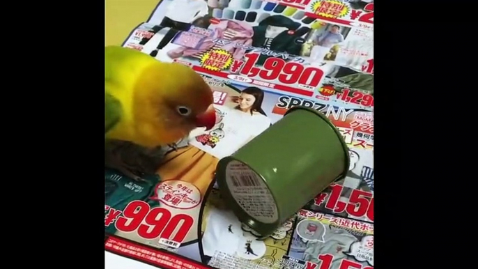 Funny Parrots and Cute Birds Compilation #91