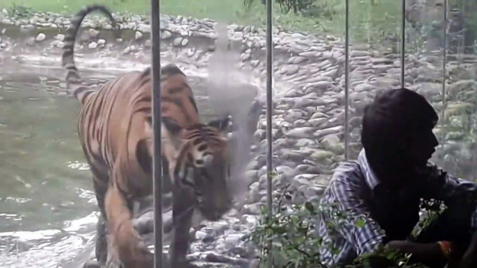 Un tigre bien décidé à dévorer ce touriste au zoo