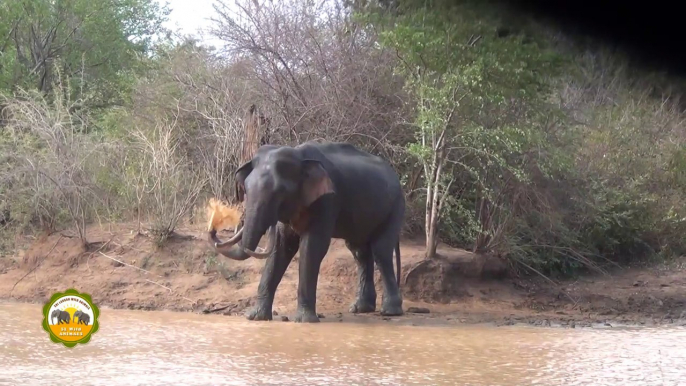 The wounded massive tusker treated by wildlife officers !