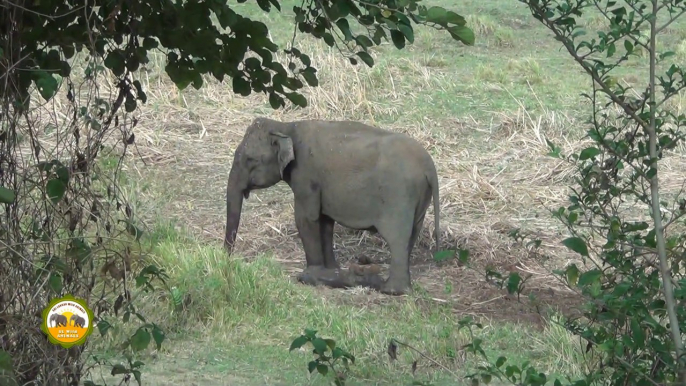 Mother elephant cries for her baby !