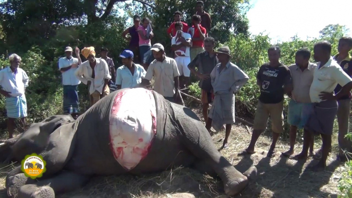 Pregnant Elephant killed by speeding train