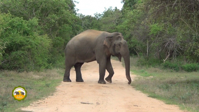 Massive elephant at the Yala national park !