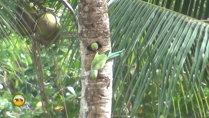 Mother & baby parrot !