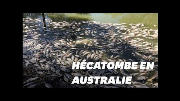 Un million de poissons d'eau douce retrouvés morts en Australie