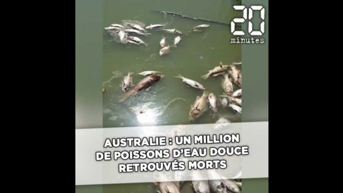 Près d'un million de poissons d'eau douce retrouvés morts en Australie