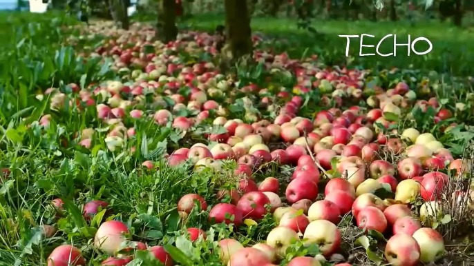 APPLE JUICE PROCESS MACHINERY  INSIDE THE FACTORY