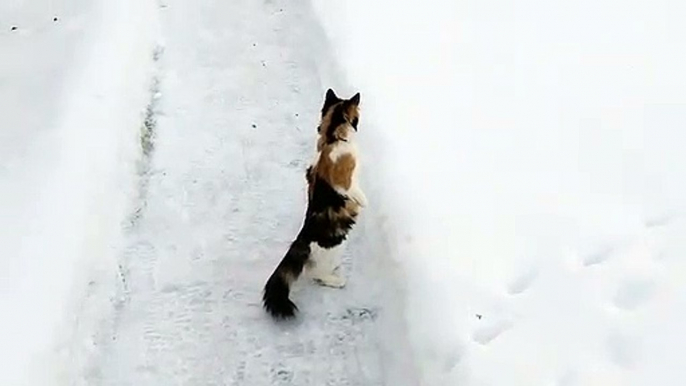 Enorme, ce chat se tient debout sur ses pattes arrières comme une marmotte