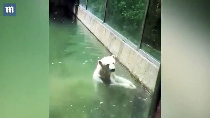 Cet ours polaire attrape un oiseau et veut le réanimer