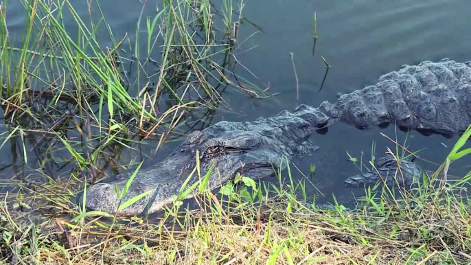 Non-profits step in to protect Florida’s National Parks