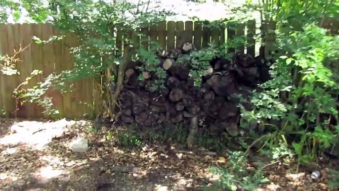 Swarming Termites coming out of wood pile