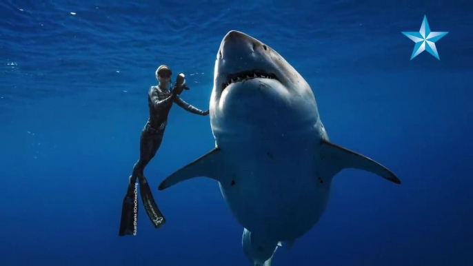 Des plongeurs nagent avec Deep Blue, le plus grand requin blanc au monde - Oahu