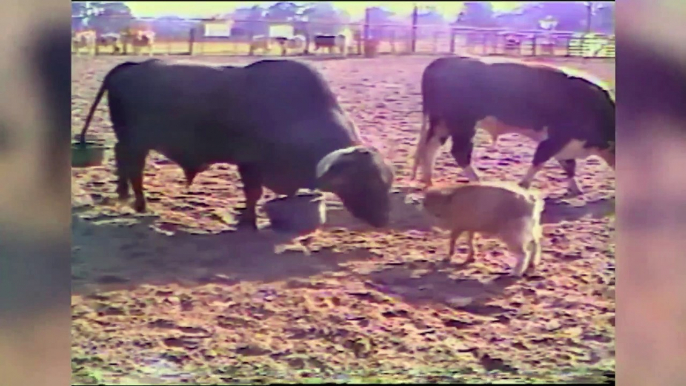 CATS VS. GOATS & MORE Epic Animal Fight Videos! Funny Pets Clips