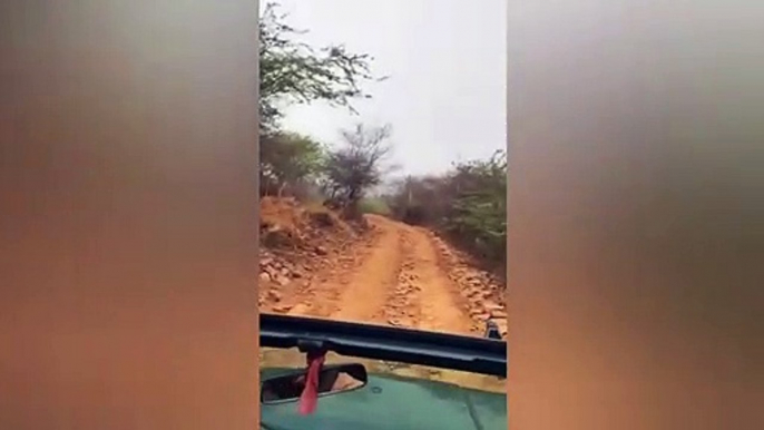 Terrifying moment tiger charges at tourist in India
