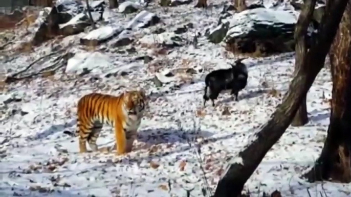 Quand un chèvre et un tigre deviennent meilleurs amis dans un Zoo russe