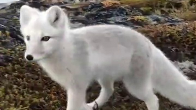 Ce photographe va avoir la visite d'un renard arctique adorable et pas timide