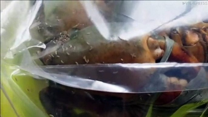 Repulsed Shopper Finds Dozens Of Maggots On Crabs