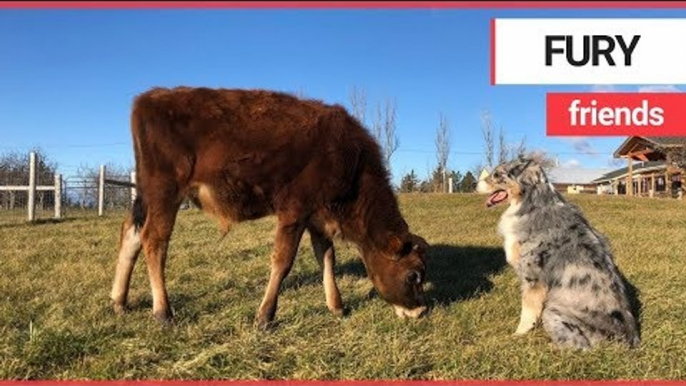 Adorable calf becomes best friends with dog | SWNS TV | SWNS TV