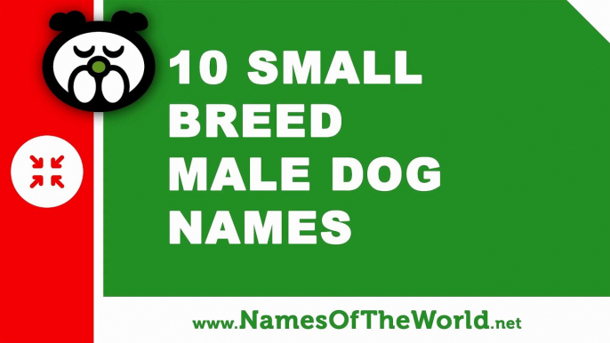 10 small breed male dog names - the best pet names - www.namesoftheworld.net