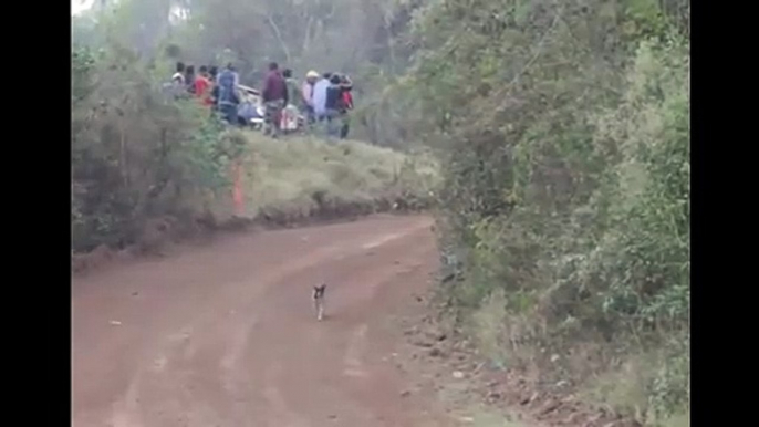 Saut d'une voiture de rallye au-dessus d'un chien au milieu de la route !