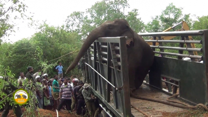 Massive elephant captured from Hambanthota !