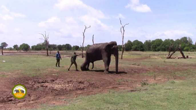 The wounded elephant treated by wildlife officers !