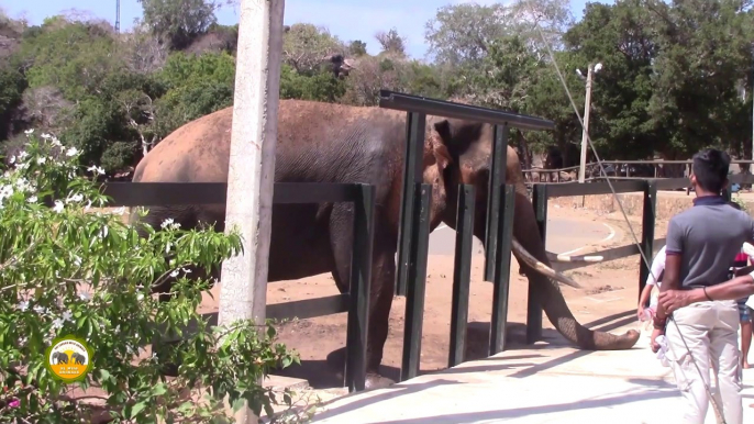 The tusker with gun shot injuries !