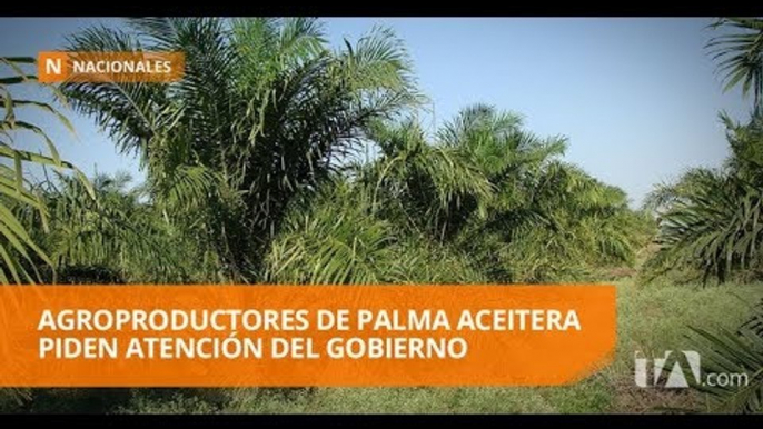 118 mil hectáreas de palma aceitera están en riesgo en Esmeraldas - Teleamazonas