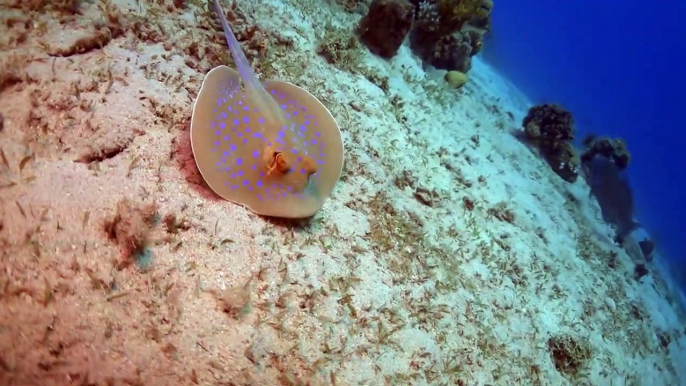 Blue spotted stingray in the Red Sea 2, Eilat Israel photographed by Meni Meller