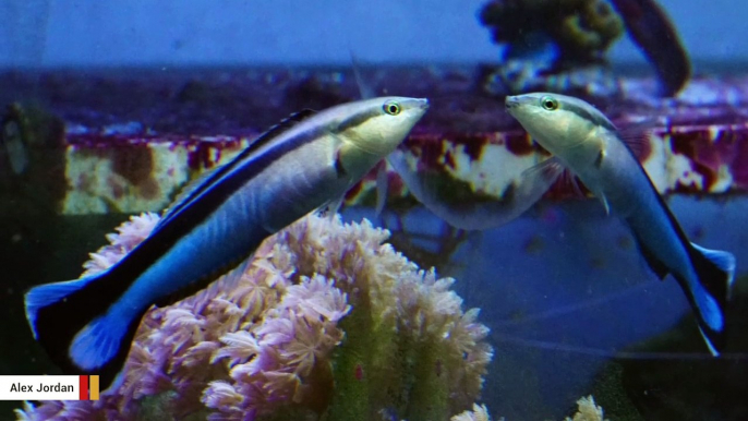 A Fish Species' Reaction To Mirror Test Is Raising Questions About Self-Awareness In Animals