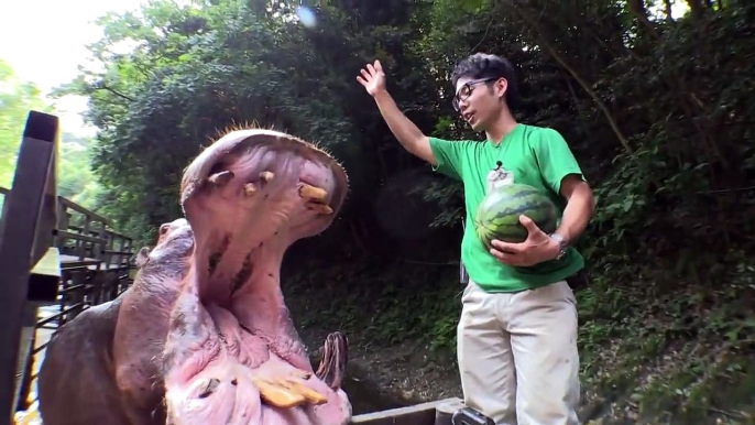 La puissance des mâchoires d'un Hippopotame qui réduit des pastèques en bouillie