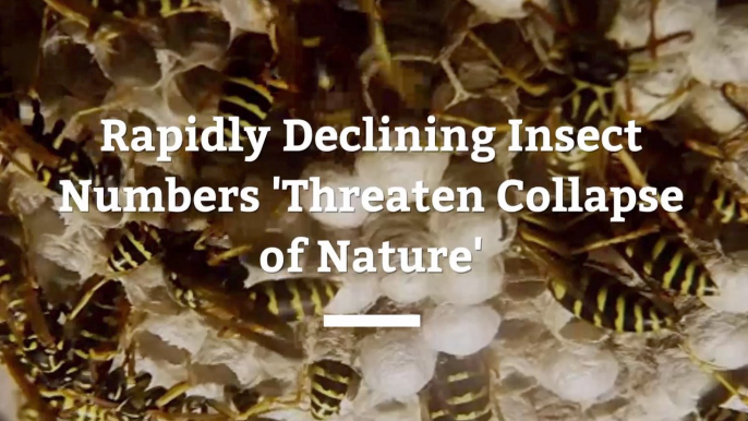 Declining Insects Could Cause Declining Nature Overall