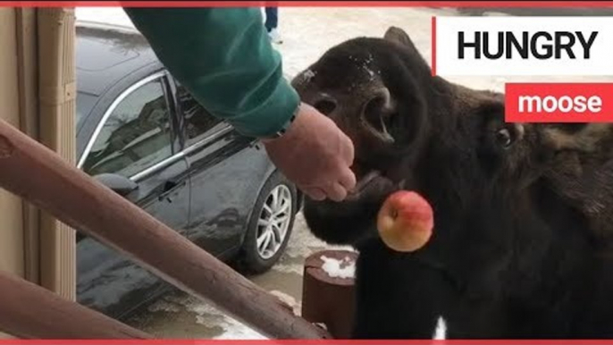 Hungry moose strolls right up to the steps of couples home | SWNS TV