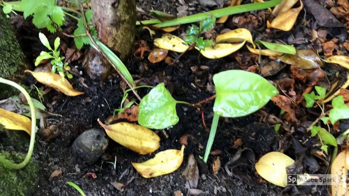 Japanese Knotweed Removal Cornwall Devon Somerset