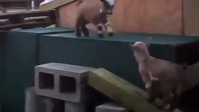 Baby goats playing and jumping !