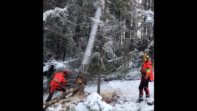 Ces bucherons ont une technique incroyable pour pour couper un arbre sans faire de dégat