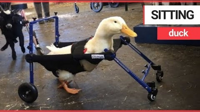 Disabled duck takes its first steps thanks to a nifty wheelchair | SWNS TV