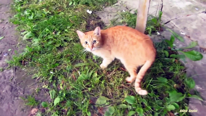 Mother cat hisses and the kittens are afraid of me