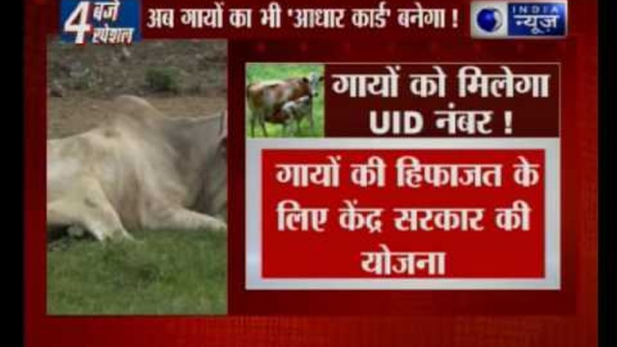 Cows to get UID number to check smuggling, suggests Narendra Modi govt